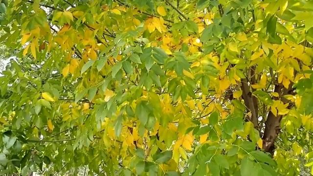 Осенние сюжеты Видео Виктора Поживина смотреть онлайн