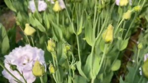 Tour of the Lisianthus Greenhouse