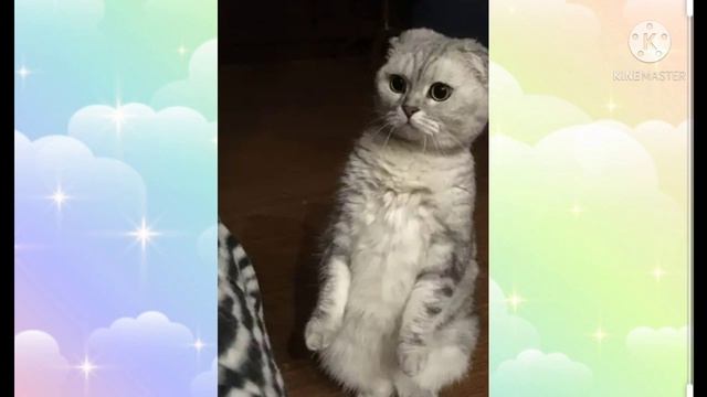 Шотландские вислоухие кошки.Интересные факты?