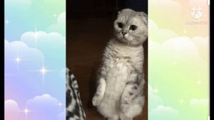 Шотландские вислоухие кошки.Интересные факты?