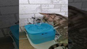 Супер красивый и стильный фонтан для воды с фильтрами для кошек недорого с Алижэкспресс