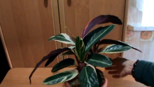 КАК УХАЖИВАТЬ ЗА СТРОМАНТОЙ:ОСОБЕННОСТИ ВЫРАЩИВАНИЯ !!! смотреть онлайн