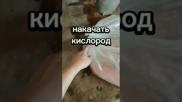 Как просто организовать перевозку рыбы