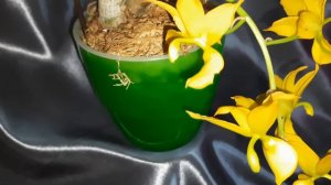 Золотой цикнодес Cyc. Puff Jauyound! Орхидея "морковка" Первое домашнее цветение!