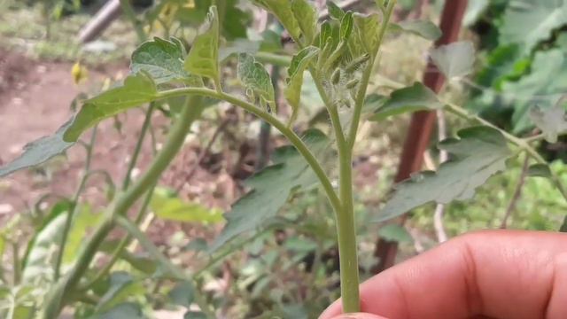 Propagation through tomato suckers|| Tomato farming || Tomato pruning. смотреть онлайн