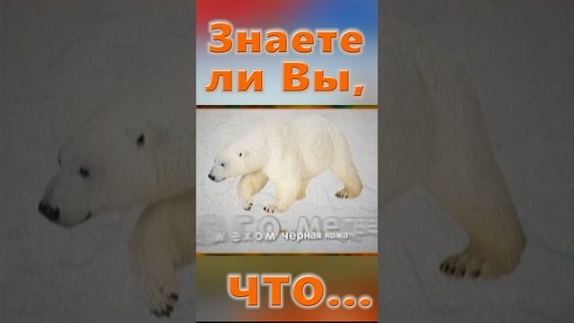 Знаете ли Вы, Что? Умка - белый медведь