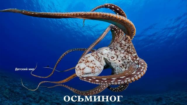 Морские животные. Учим название морских животных. Learn sea animals in Russian смотреть онлайн
