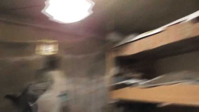 Голуби дикие умнее породистых домашних. 22.02.2018 смотреть онлайн