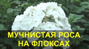 Флоксы - Мучнистая Роса что Делать? флоксы болезни и лечение