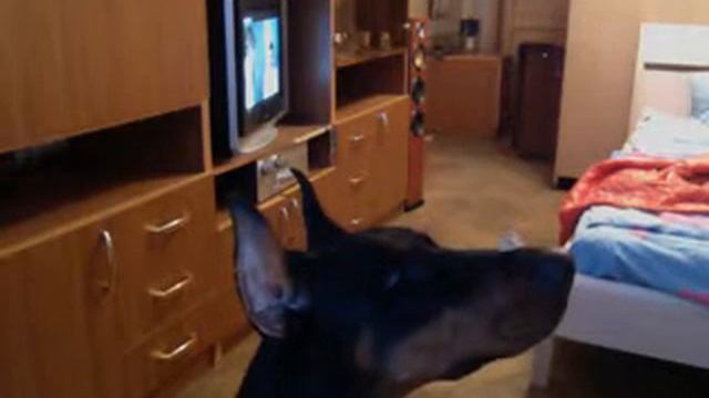 выдержка ДОБЕРМАНА смотреть онлайн