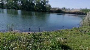 Поймали амура. Рыбалка в Ростовской области на водоёме водопадный.