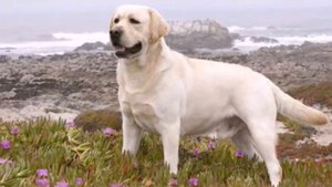 Самие красивие сабачки !!!♡♥♡♥♡♥