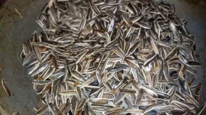 semechka qovurish oson usullari uyda / жарим семечки