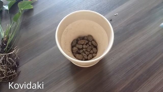 Антуриум открытие посылки и посадка детки