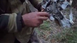 Как не стрелять медведей с ТОЗки