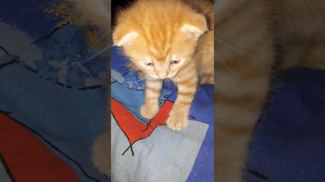 Симба рыжий котик мяу песня слушать
