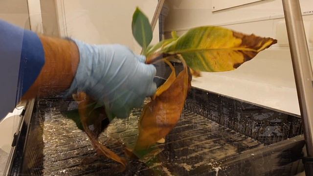 Síntomas internos Fusarium Raza 4 Tropical del banano (Panama Disease) смотреть онлайн