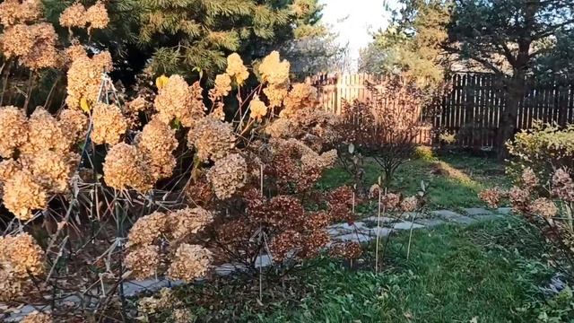 Розы готовы к зиме. Я всё-таки успела! Ура!!! смотреть онлайн