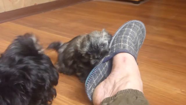 Домашние звери))))) смотреть онлайн