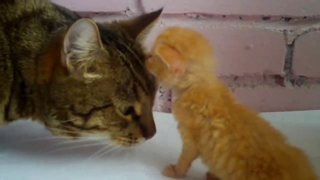 Красивые котята играют