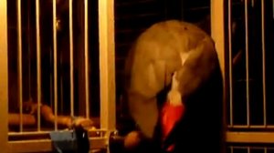 Брачный танец Жако (не полностью)