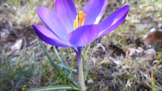 lente смотреть онлайн