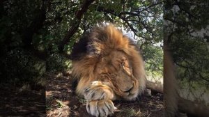 Топ 20 красивых мест и животных