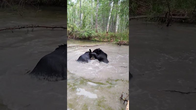 Душно, медведи сидят в воде. #bear