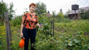 Как защитить от болезней ЧЕРНУЮ СМОРОДИНУ?