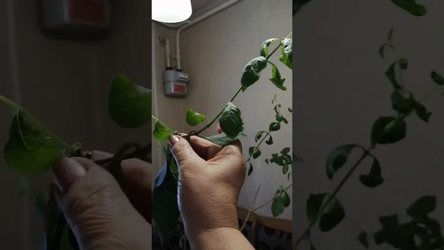 Клеродендрум Угандийский, в домашних условиях.