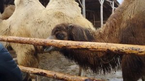 Почему  верблюды плюются? ответ в видео!  Этнопарк Кочевник.