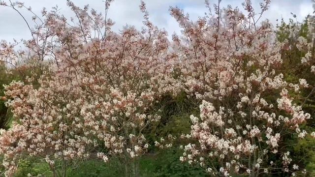 Juneberry or Amelanchier lamarckii смотреть онлайн