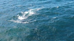 КИТЫ В ЧЕРНОМ МОРЕ