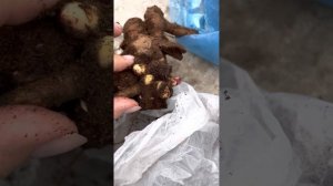 Новинки !!! Пионы, последние сорта мировой селекции!!! Пион Lois Choise и пион Pastelegance