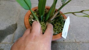 Цветение Орхидеи Трихопилии.   Orchidee Trichopilia concepcionis
