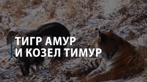 Тигр Амур и козел Тимур