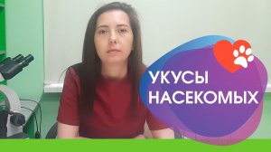 Опасность укусов насекомых в весенне-летний период для животных