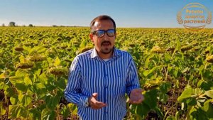 🌻☝️🌻Семена гибриды подсолнечника 🌻 Подсолнечник под экспресс 🌻 Подсолнечник классический 🌻☝️💪