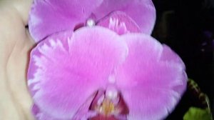 Цветущие орхидеи в мае 2023