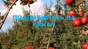 Все О Яблоках. Что Может Яблоко, Если Употреблять Его Каждый День