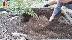 Корневая система однолетнего куста голубики