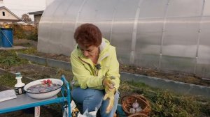 Посадка чеснока с защитой от болезней/Как посадить чеснок с защитой от болезней