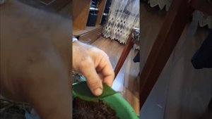 черенкование листья у мандарин.и посадка(cutting leaves in mandarin)