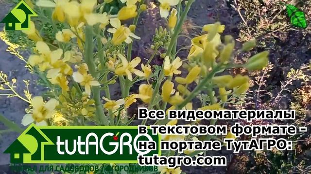 ПРЯМО СЕЙЧАС ДЕЛАЮ ГИБРИДЫ F1 СВОМИ РУКАМИ. На самом деле - не руками! Но совершенно БЕСПЛАТНО! смотреть онлайн