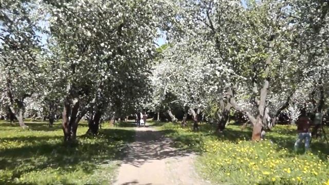 Лучше нету того цвета, когда яблони цветут