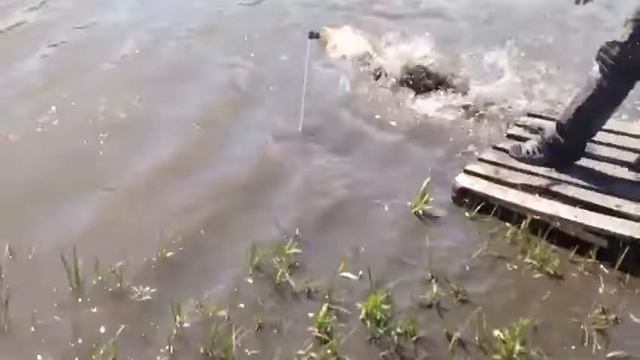 Рыбалка на Зеленевском пруду. смотреть онлайн