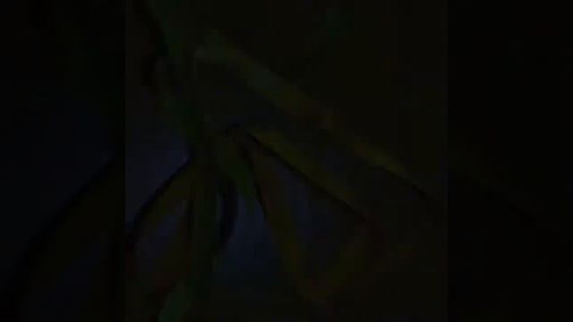 1. Монтажная нить для вязания мушек из тесьмы. смотреть онлайн