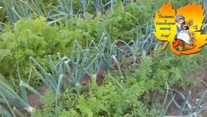 Как избавиться от луковой, морковной мухи ?? Правильная посадка лука и моркови