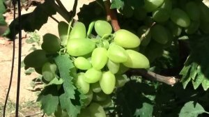 @Отзыв о винограде. Бажена – белый виноград