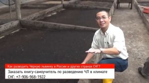 Разведение мухи Черный солдат в климате СНГ. Бизнес с минимальными вложениями